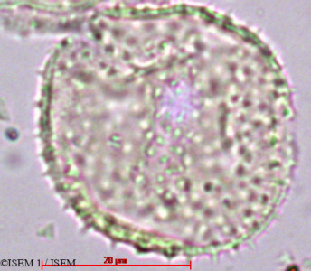 ISEM 1/Elettaria_cardamomum_5809/Elettaria_cardamomum_5809_0001(copy)_thumb.jpg